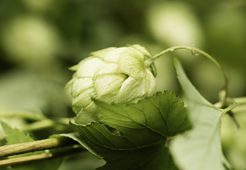 Jedním z tajemství nového ležáku Keprník je i unikátní horský chmel.