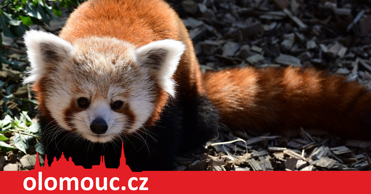 La femmina italiana si stabilì rapidamente nello zoo di Olomouc.  Vedremo un cucciolo di panda rosso?